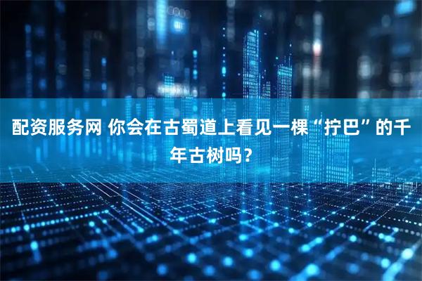 配资服务网 你会在古蜀道上看见一棵“拧巴”的千年古树吗？